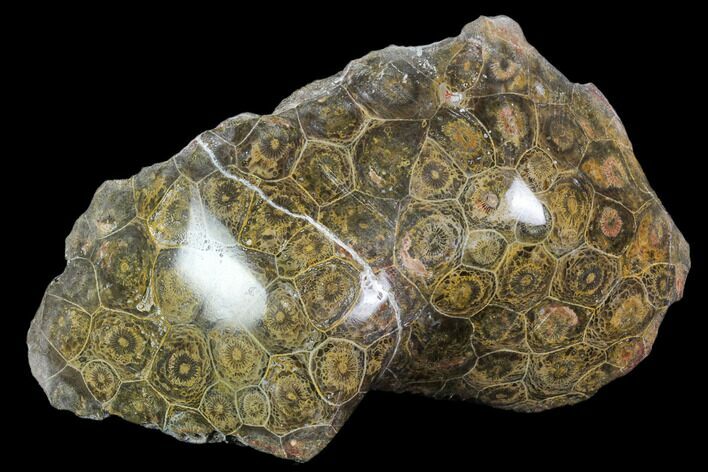 Polished Fossil Coral (Actinocyathus) - Morocco #110557